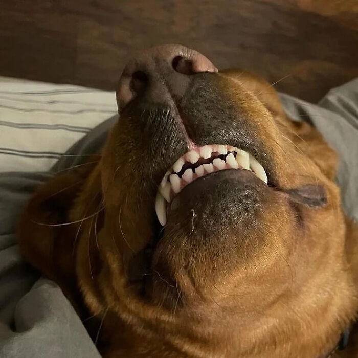 61 Derpy Dog Photos Shared By This Page That Prove Even The Cutest Pups Have Bad Angles