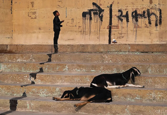 Two goats resting on stone steps near a wall with graffiti, illustrating the strange reality of animals living on the streets.