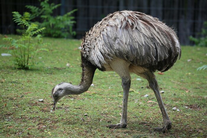 “Tuxedo-Wearing Jerks”: Zookeepers Share Their Beef With Animals In This Hilarious Thread