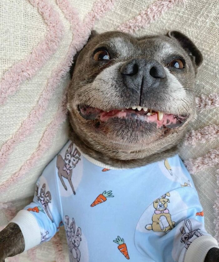 61 Derpy Dog Photos Shared By This Page That Prove Even The Cutest Pups Have Bad Angles