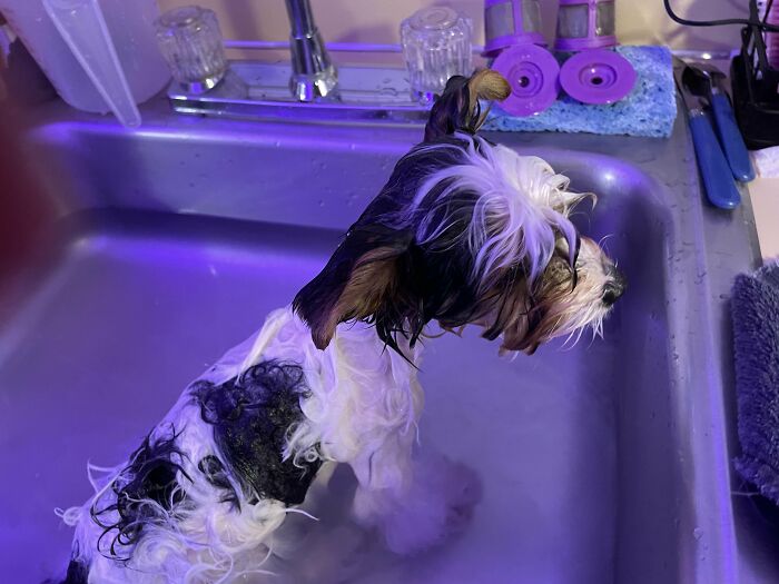 Black and white dog wet in sink with blue lighting during bath
