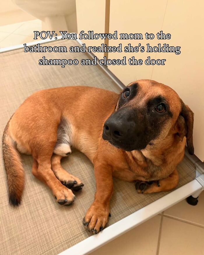 Brown dog lying down looking anxious about bath time with caption