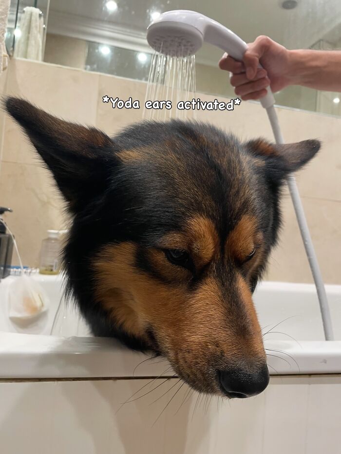 Large dog with ears flattened as shower head sprays water during bath time