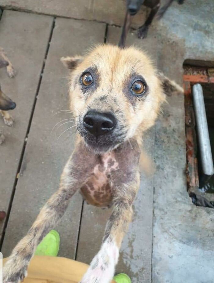 Rescued Good Girl Wants All The Love