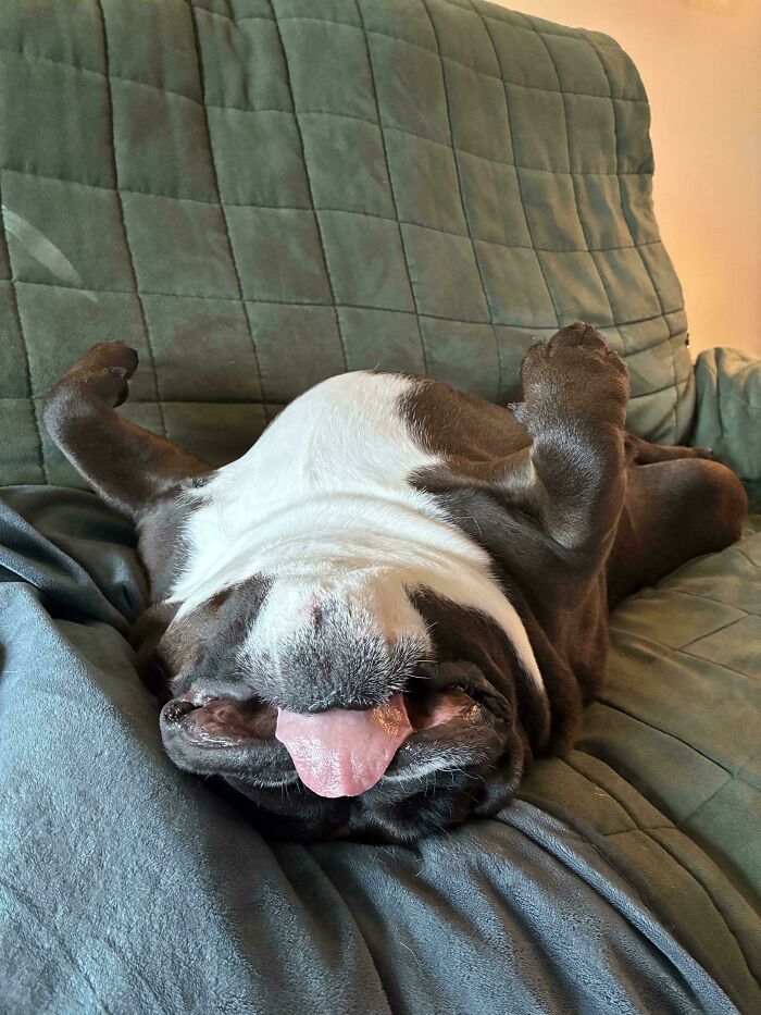 A derpy animal, a bulldog, lies on its back on a green couch with its tongue out.