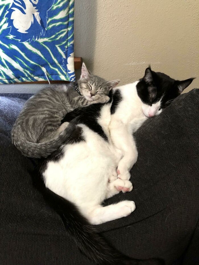 My Cat Had Anxiety Issues, So We Adopted A Little Sister For Him