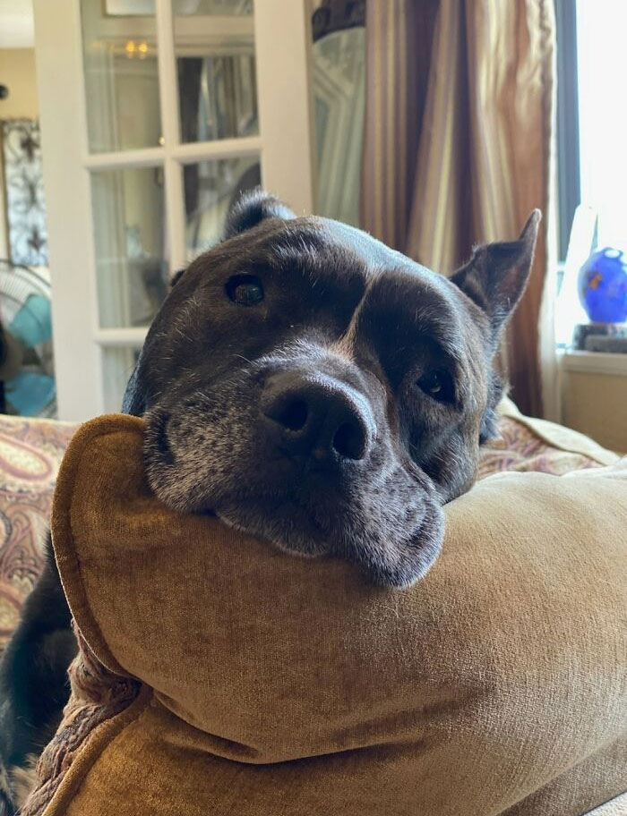 Colby = Biggest Love Muffin Ever. 💗 All He Wants Is Pets. ...but People Are Usually Afraid Of Him. So, He'll Just Stare At You In Adoration Until You Pet Him. Rescue Doggo