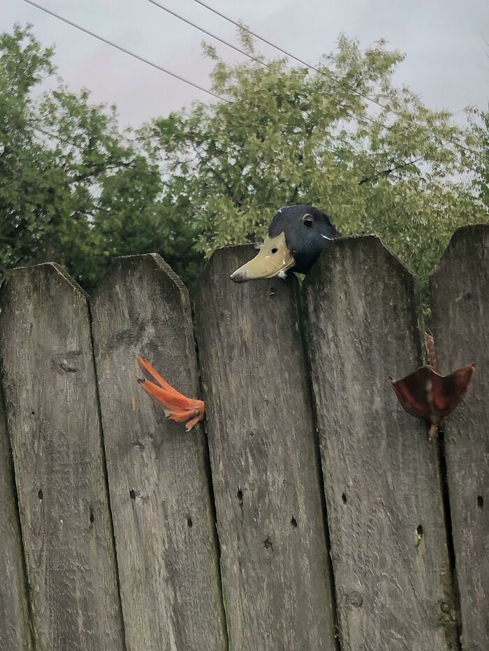 So This Happened (Yes, I Rescued It)