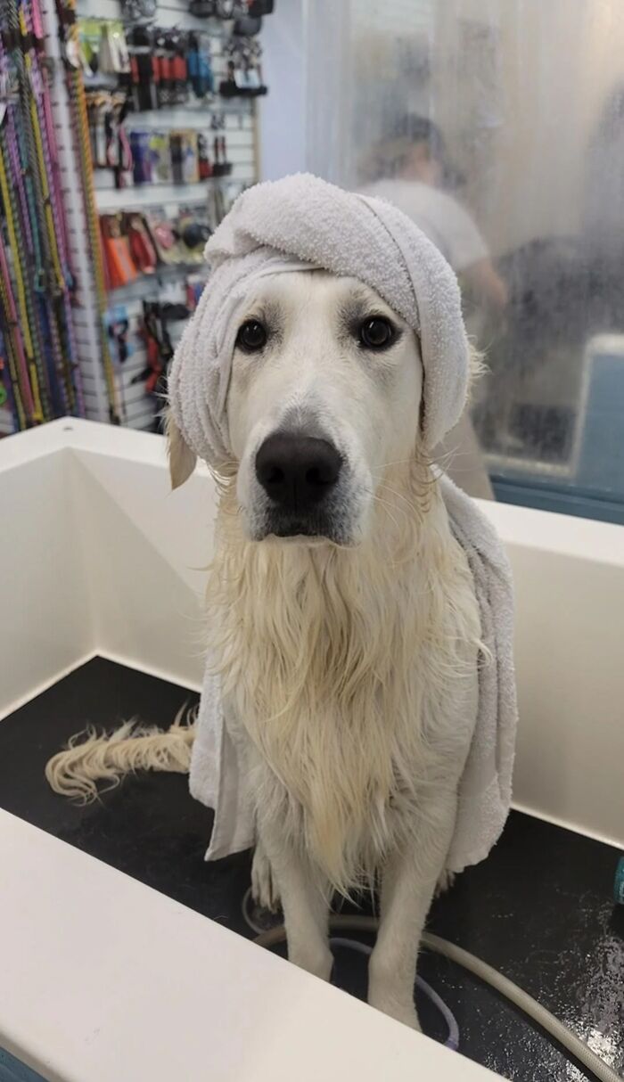 White dog wrapped in towel sitting in grooming tub after bath