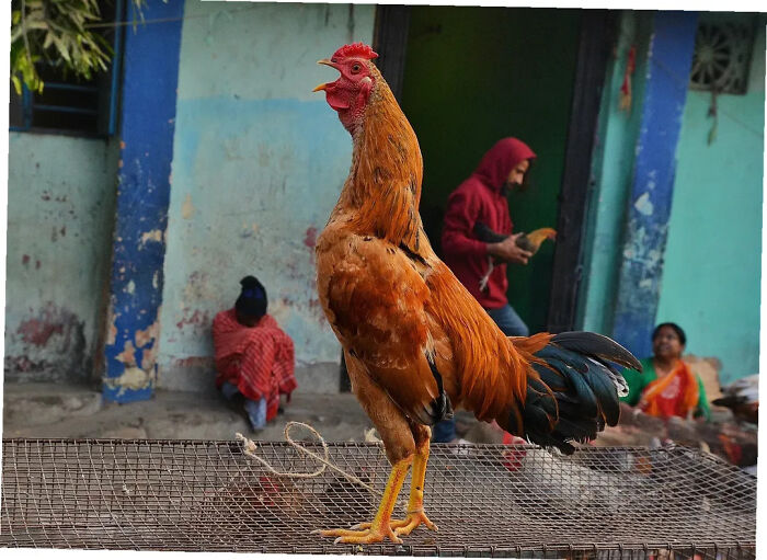 A majestic rooster standing tall on a cage, illustrating the animals living on the streets.
