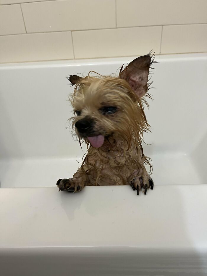 Small dog sticking tongue out in bathtub looking upset in bath time