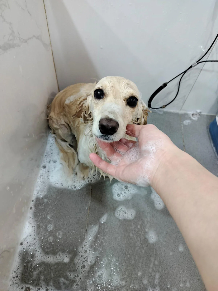 Sad dog getting gentle chin rub during dog bath