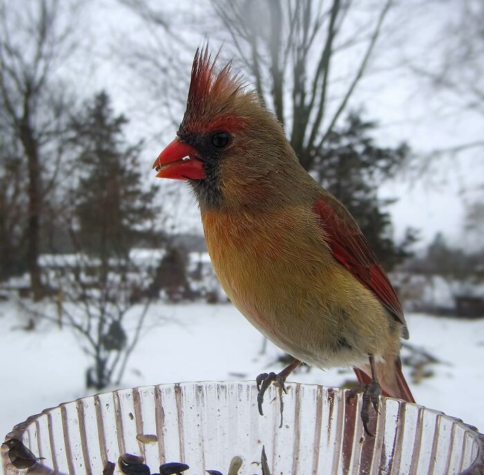 Woman Put a Camera On Bird Feeder In Her Yard, Here Is What It Has Caught (35 New Pics)