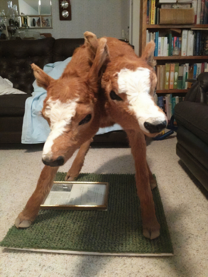 A taxidermy calf with two heads, an unusual and bizarre thing, standing in a room.