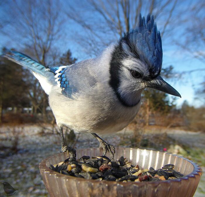 Woman Put a Camera On Bird Feeder In Her Yard, Here Is What It Has Caught (35 New Pics)