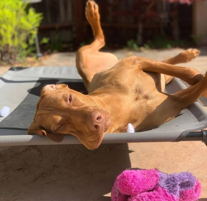 61 Derpy Dog Photos Shared By This Page That Prove Even The Cutest Pups Have Bad Angles