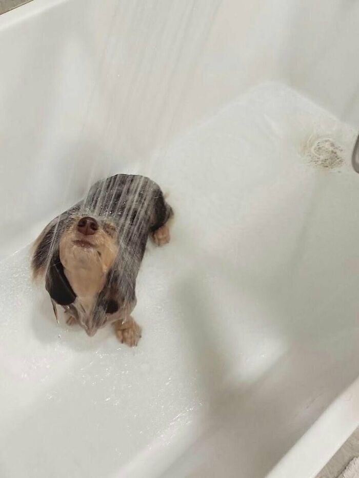 Small black and tan dog under shower water with closed eyes