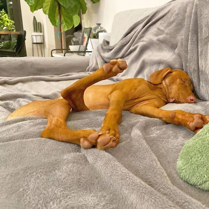 61 Derpy Dog Photos Shared By This Page That Prove Even The Cutest Pups Have Bad Angles