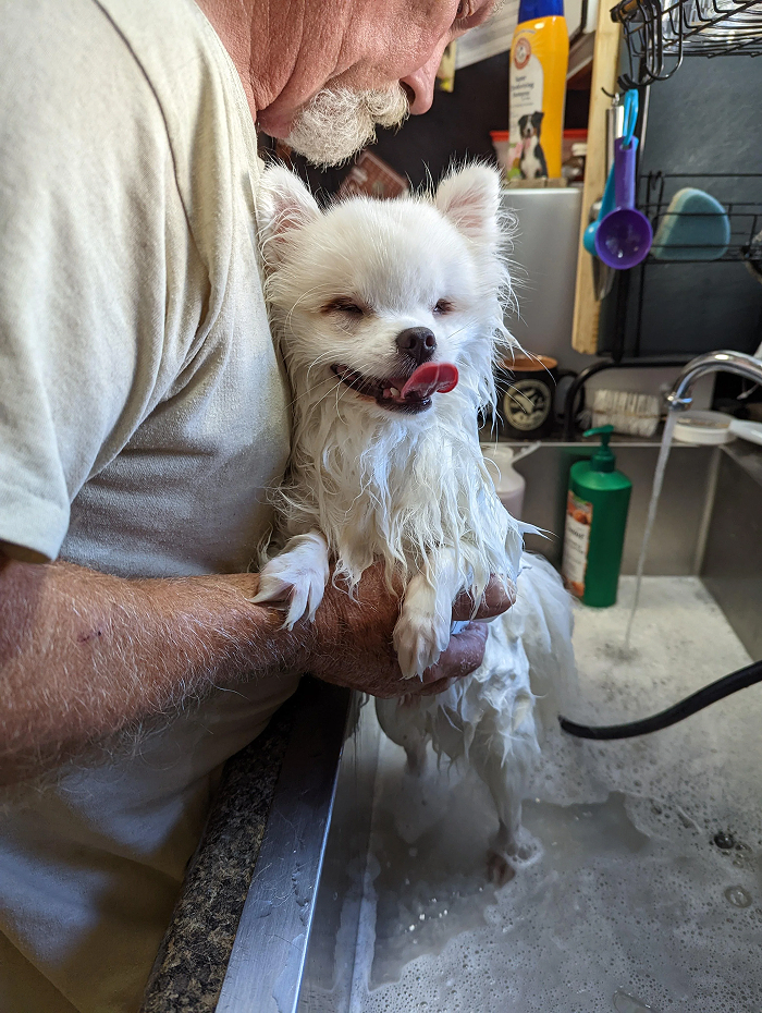 Small white dog in bath looking playful during dog bath time