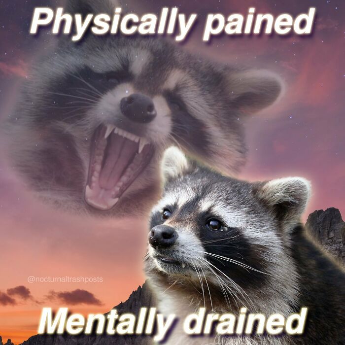 “Nocturnal Trash Posts”: 30 Of The Best Raccoon Memes This Dedicated Instagram Account Has To Offer