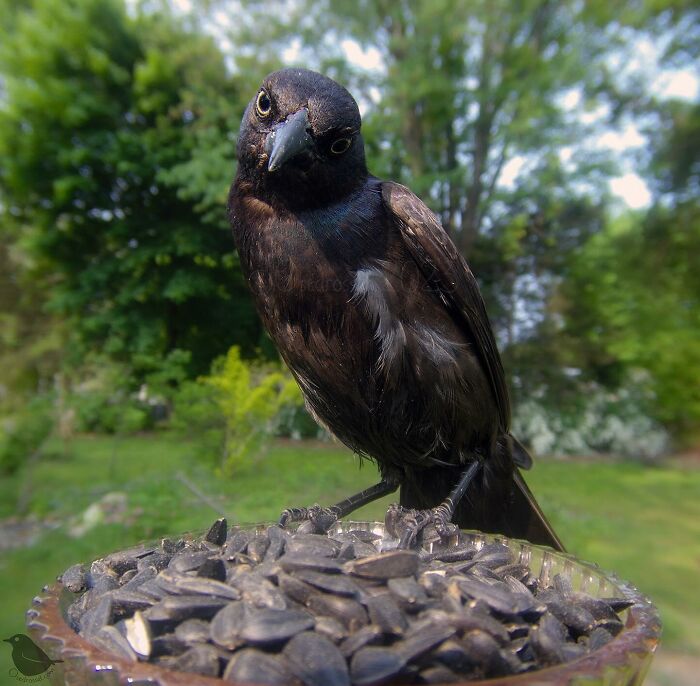 Woman Put a Camera On Bird Feeder In Her Yard, Here Is What It Has Caught (35 New Pics)