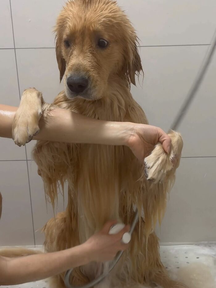 Golden retriever looking sad while being bathed
