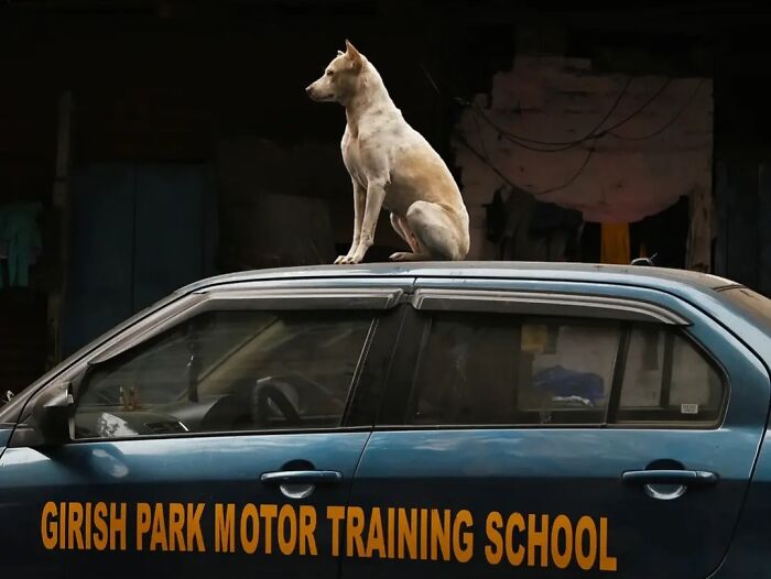 A dog sits atop a car, a photo by Pranay Pariyar depicting the strange reality of animals living on the streets.