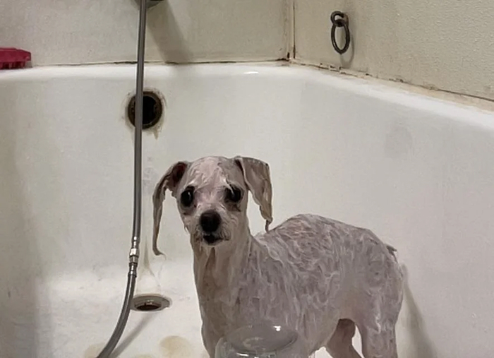 Wet small dog standing nervously in bathtub for dog bath