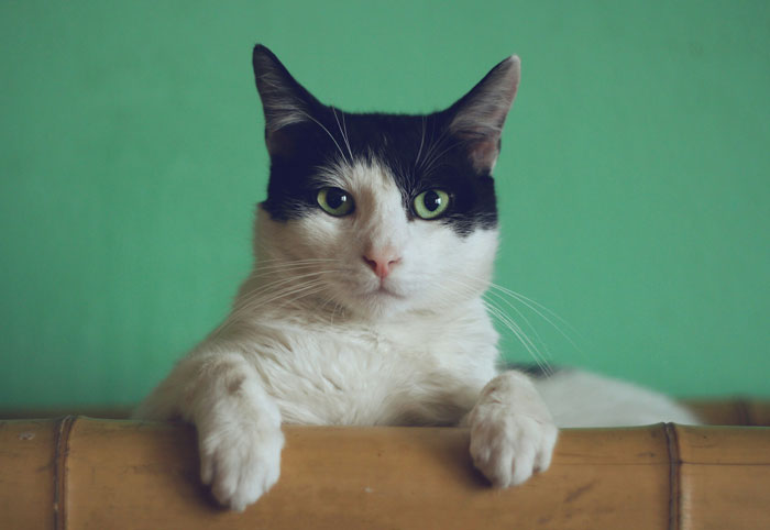 Black and white cat resting on wooden surface with green background