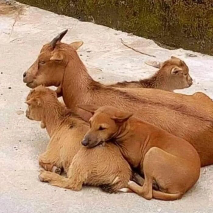 IG Account Posts Pics So Adorable, It’s Basically The Opposite Of Doom Scrolling (30 Pics)
