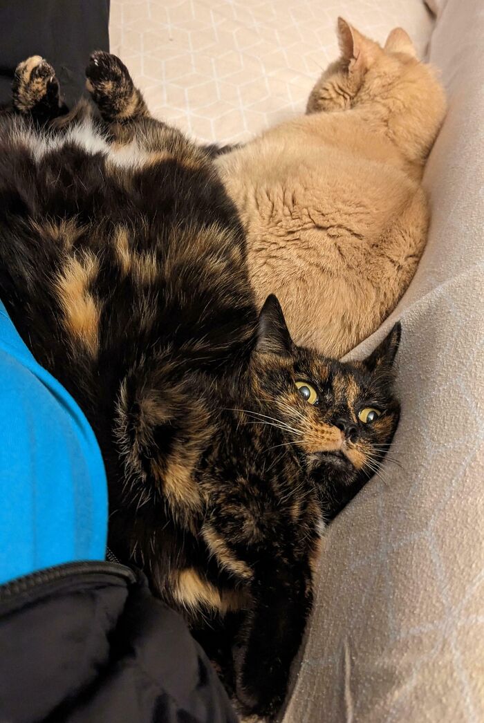 Two derpy animals, a calico cat and a ginger cat, lying close together on a couch, looking ridiculous.