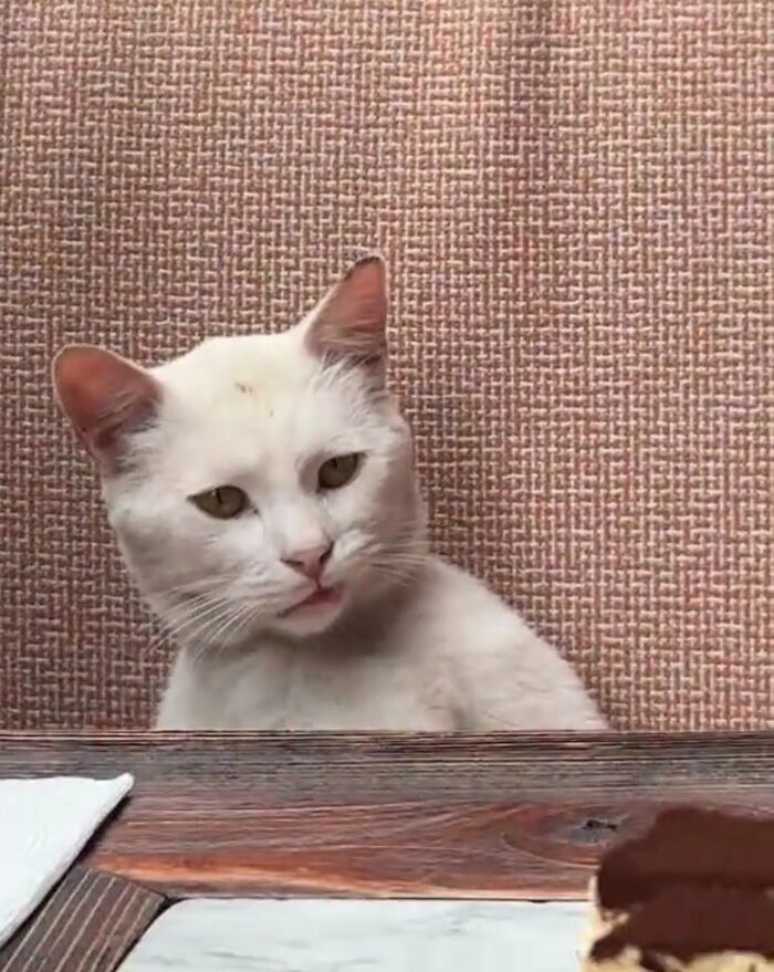 White cat making a funny face at a table with textured background