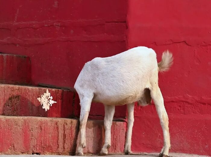 A white goat with its head down, standing on red stairs, depicting the strange reality of animals living on the streets.
