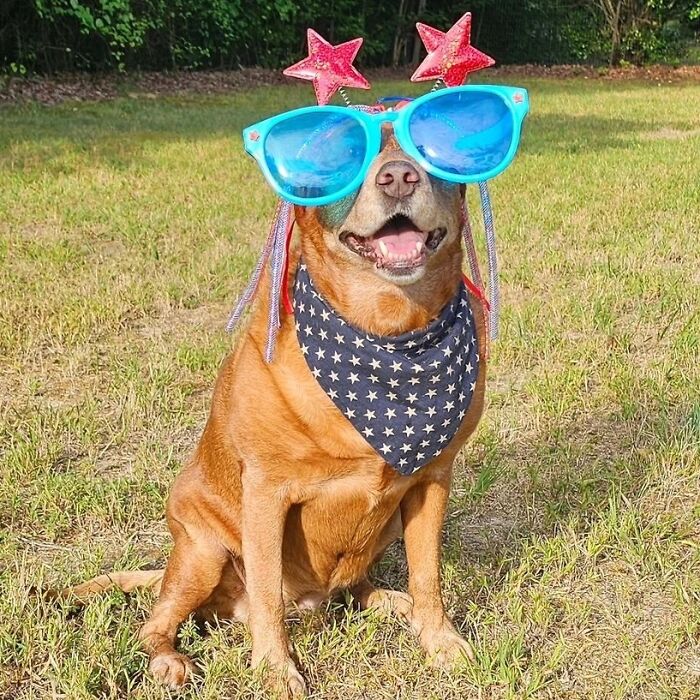 61 Derpy Dog Photos Shared By This Page That Prove Even The Cutest Pups Have Bad Angles