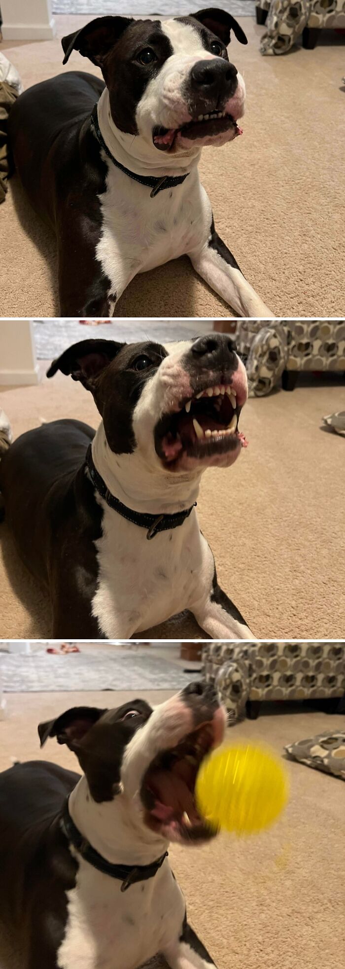 A compilation of a black and white derpy animal, a dog, attempting to catch a yellow ball.