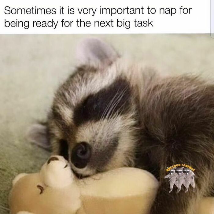 Raccoons Have Never Been More Relatable Than They Are In These 30 Dark Humor Memes