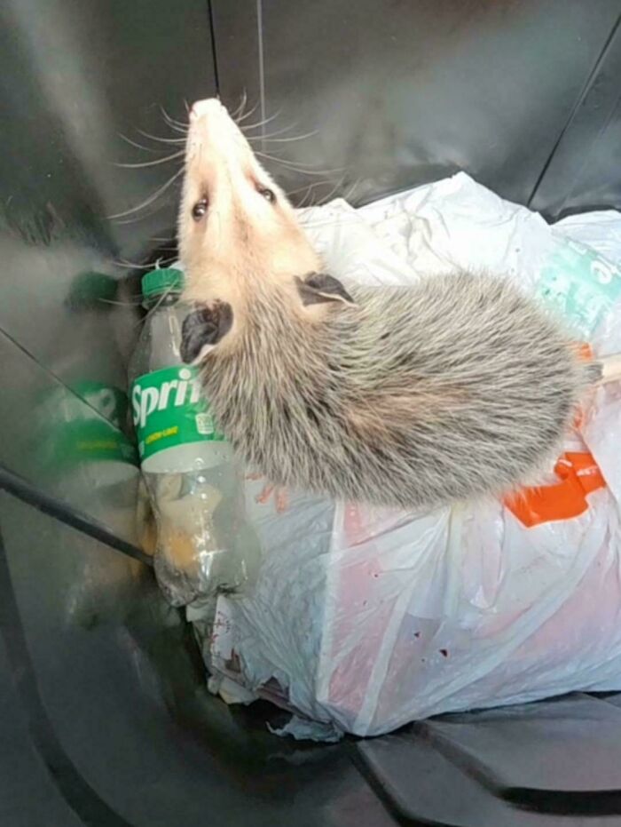 Heard Some Noise In My Trash Can This Morning