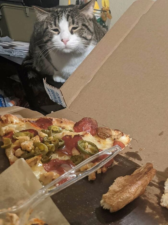 Cat eyeing pizza slice in box humorously showing animals comedy talent