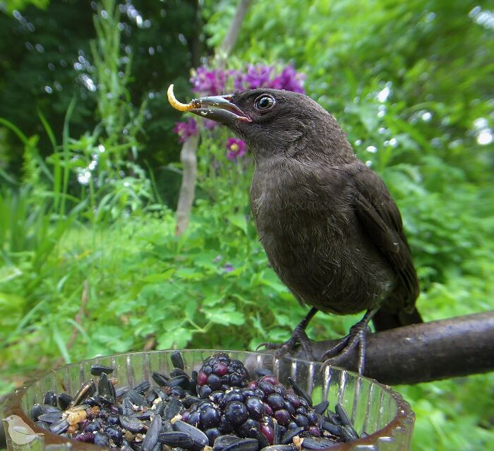 Woman Put a Camera On Bird Feeder In Her Yard, Here Is What It Has Caught (35 New Pics)
