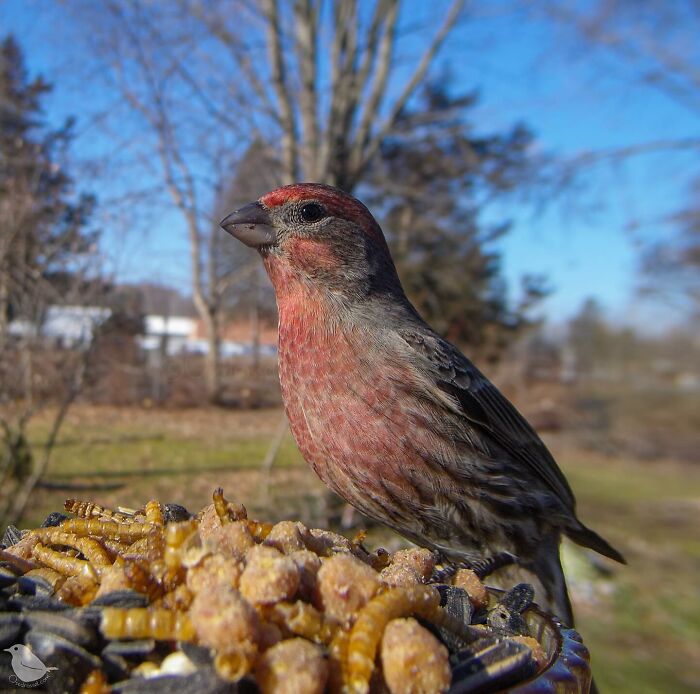 Woman Put a Camera On Bird Feeder In Her Yard, Here Is What It Has Caught (35 New Pics)