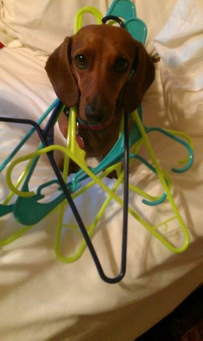 Dachshund