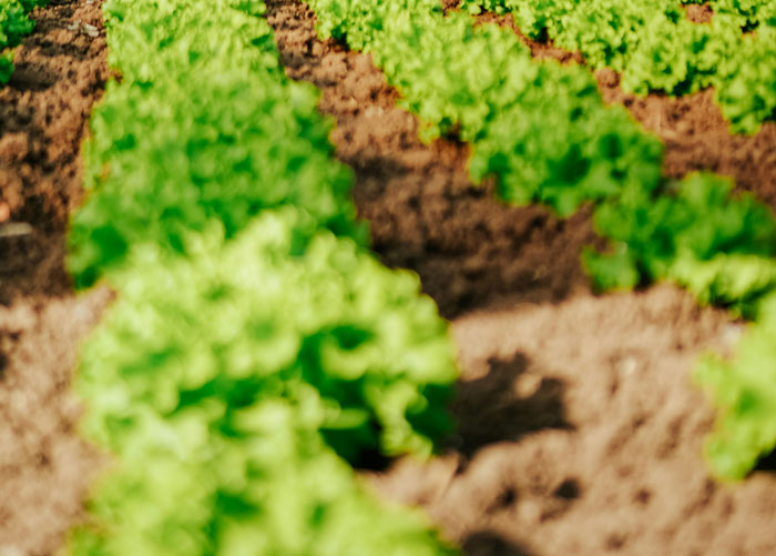 Rows of green lettuce growing in brown soil, a contrast to nightmarish tenant stories.