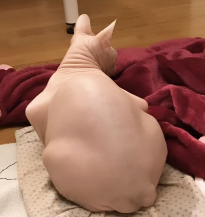 A Sphinx cat sits on a red blanket. This image is one of the forbidden foods.