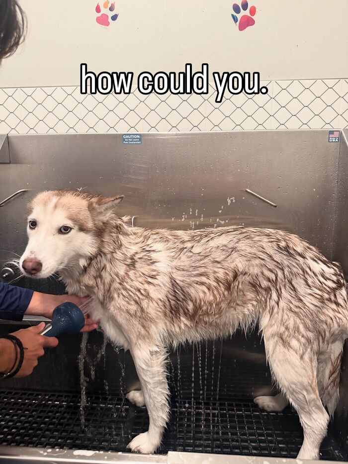 Wet husky dog during bath time showing betrayed expression