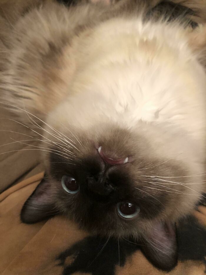 I Think I Adopted A Vampire