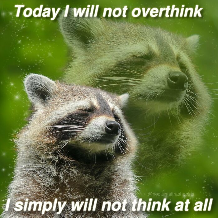 “Nocturnal Trash Posts”: 30 Of The Best Raccoon Memes This Dedicated Instagram Account Has To Offer