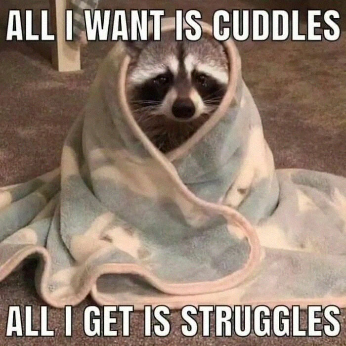 Raccoons Have Never Been More Relatable Than They Are In These 30 Dark Humor Memes