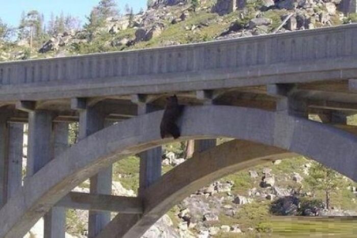 Bear On A Bridge