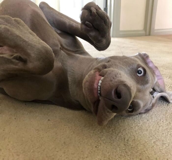 61 Derpy Dog Photos Shared By This Page That Prove Even The Cutest Pups Have Bad Angles
