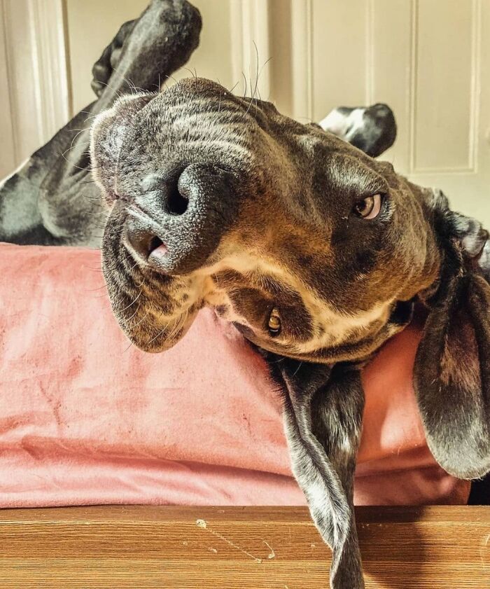 61 Derpy Dog Photos Shared By This Page That Prove Even The Cutest Pups Have Bad Angles